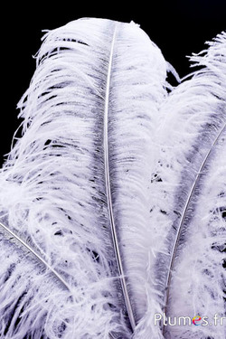 Strauß mit silbernem Federkiel – 50-60 cm – weiss